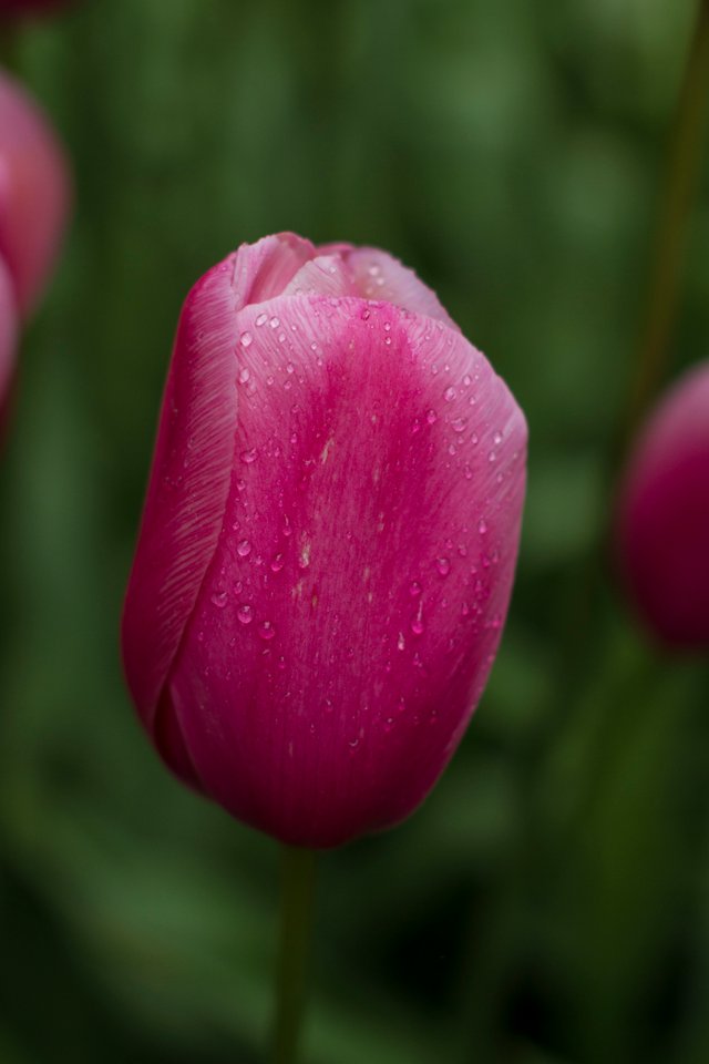 Keukenhof, Tulips.jpg