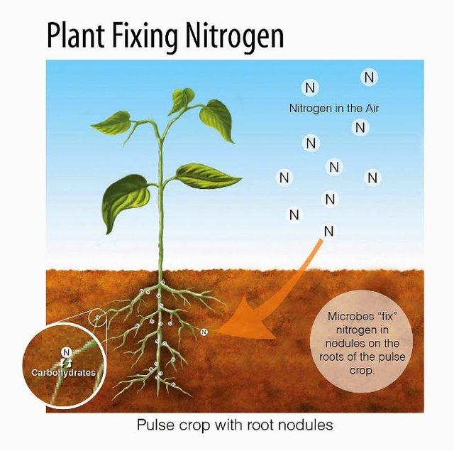 plant_fixing_nitrogen_large.jpg