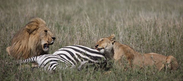 lion-and-lioness-eating-zebra-820x364.jpg