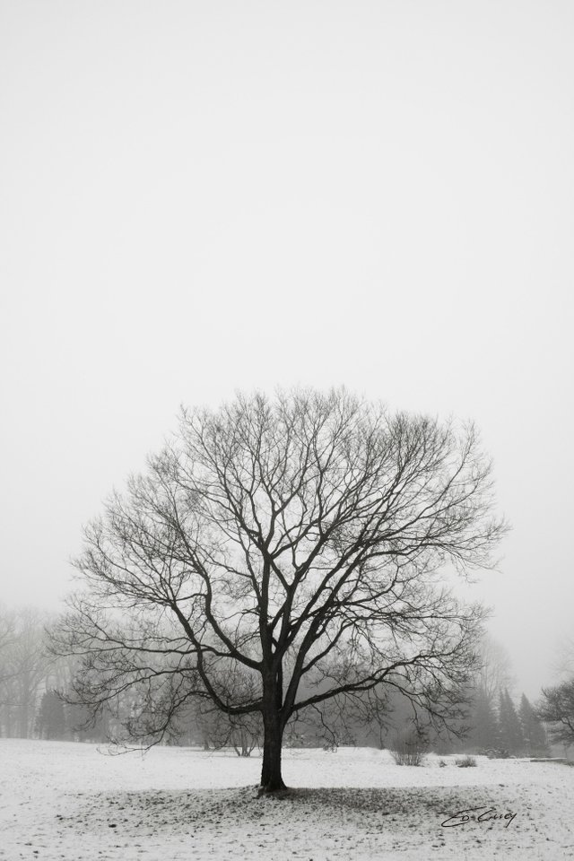 Arboretum Lone Tree in snow.jpg