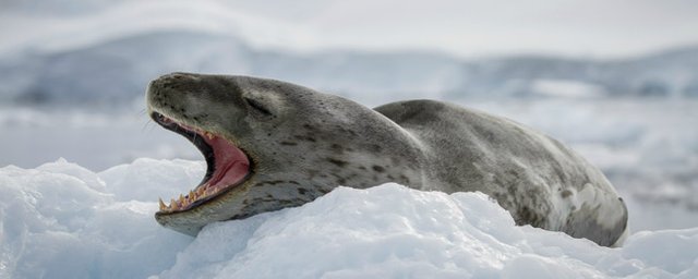 leopardseal.jpg