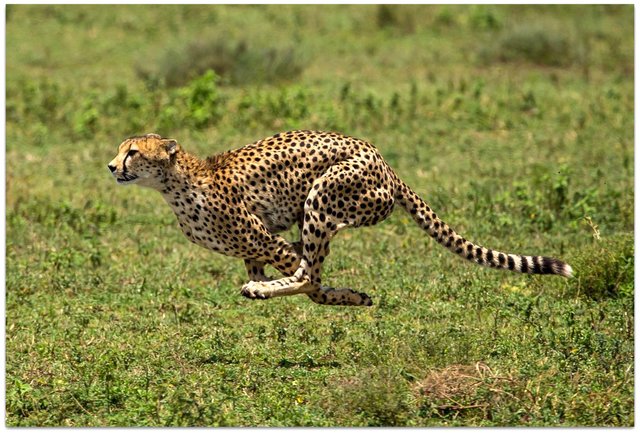 1-cheetah-running-1080P-wallpaper.jpg