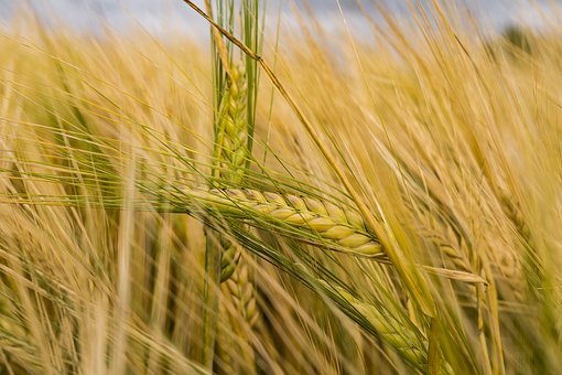 wheat-23.jpg