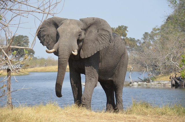 elephant-2992767_960_720.jpg