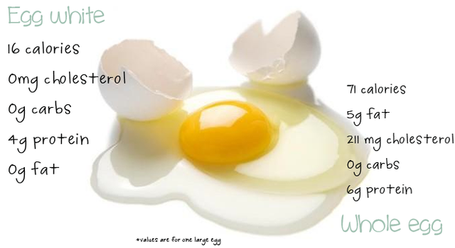 eggdebate.png