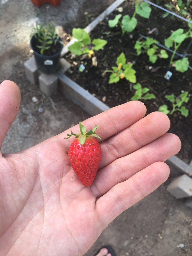 firststrawberry - Copy.jpg