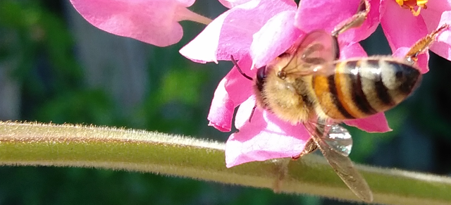 coral vine bee 2.png