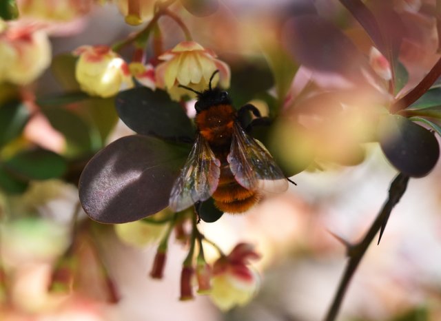 bee barberry bush flower.jpg