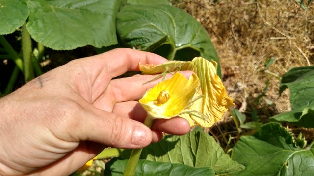 Artificially Inseminating my Giant Pumpkin Squash - Step-by-Step of the