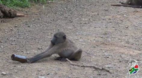 Baboon doing his morning Yoga with a Beer bottle.jpg