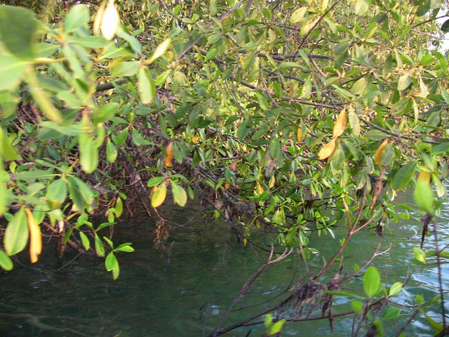 Mangrove.JPG