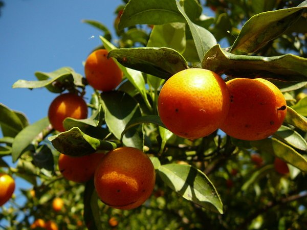 organic_kumquat_marmalade_by_moderated.jpg