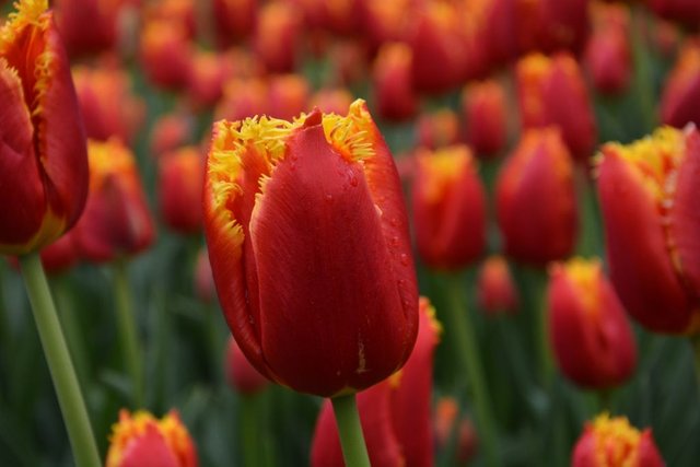 bunga tulip warna warni