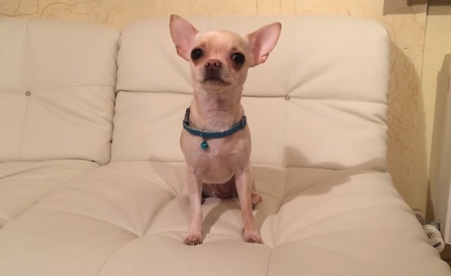 Chihuahua nice dog 01.jpg