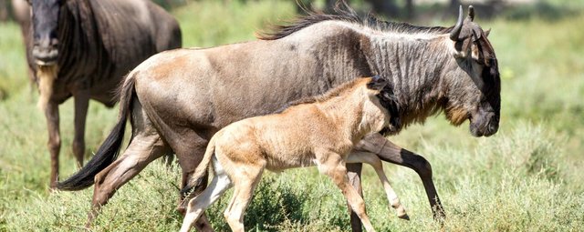 BANNER-iStock_MigrationWildlife_WildebeestCalving1-1200x479.jpg