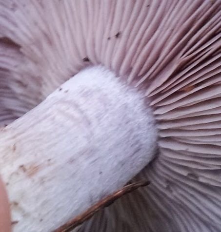 blewit gills.jpg