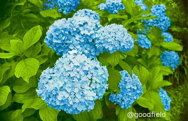 hydrangea small.jpg