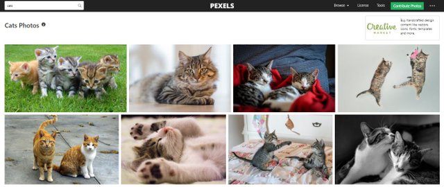 cat pexels.JPG