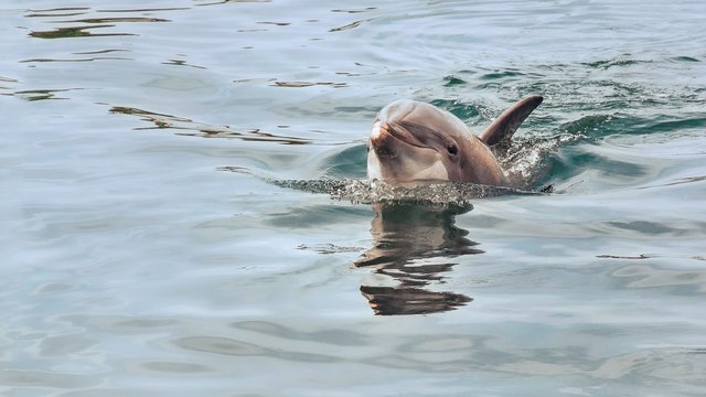 dolphin-3233579_1280.jpg