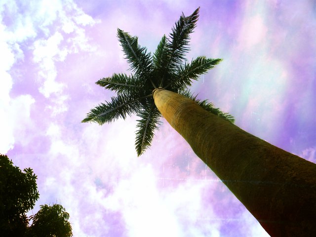 Palmera.jpg