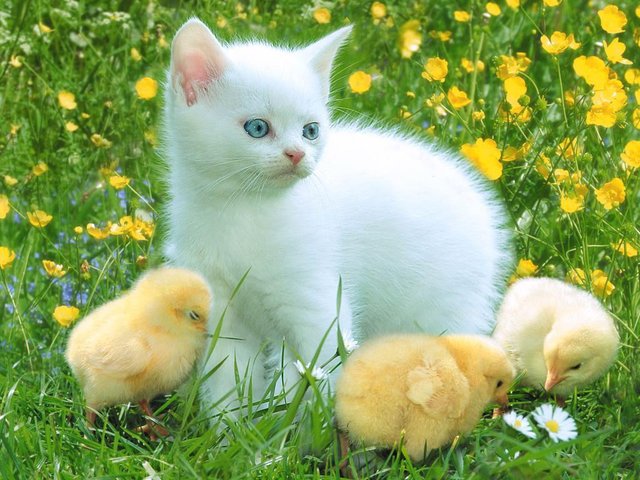 Cat and Chickens.jpg