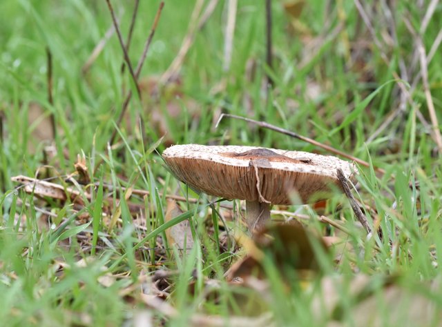 mushrooms big grass 1.jpg