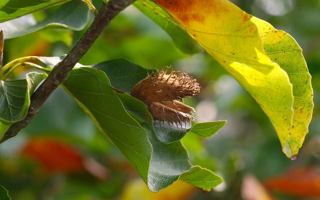 Herbststaude.jpg