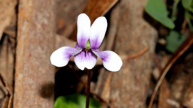 Viola hederacea Ntive Wood Violet  HSOCA Latrobe Tas 2017-10-26.jpg