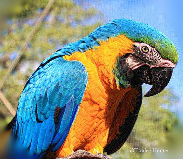 WM AD Shy macaw .jpg