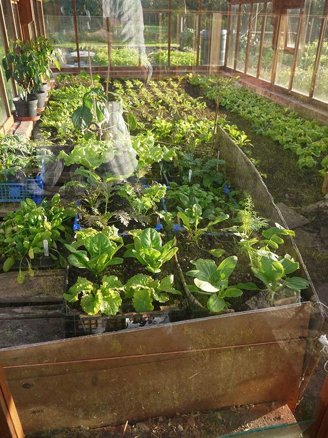 Heating a Greenhouse with Compost and Manure — Steemit