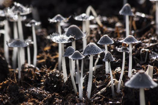 mushrooms-mushroom-back-light-grey-68732.jpeg
