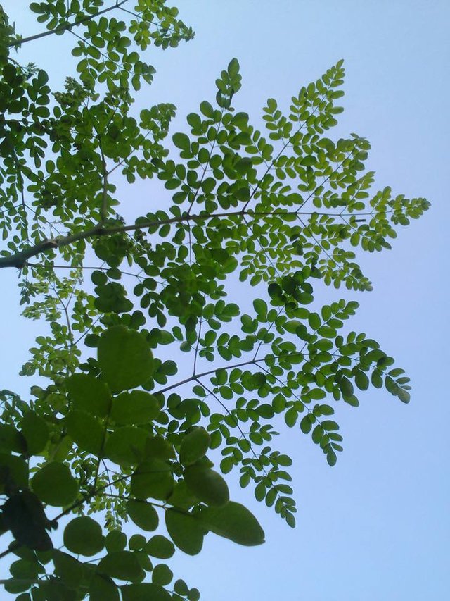 daun_kelor.jpg