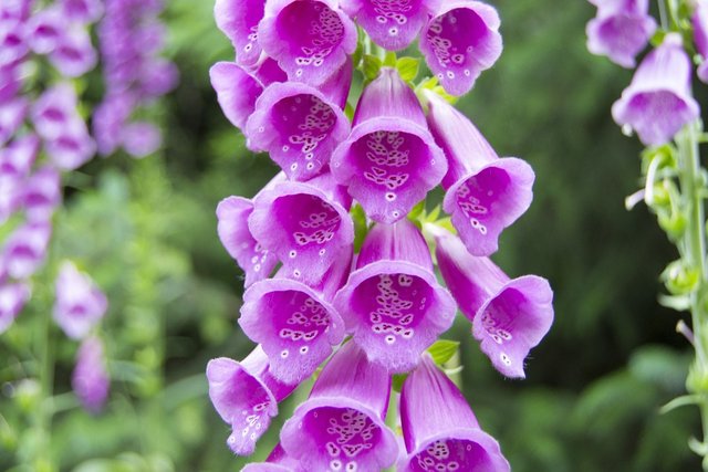 digitalis-purpurea-359157_960_720.jpg