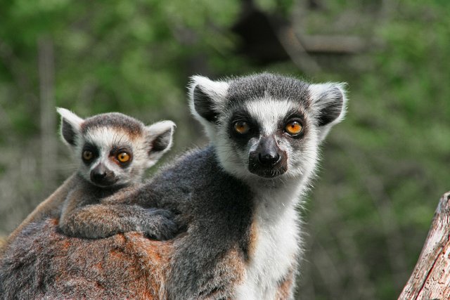 lemur-319007_1280.jpg