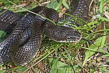 220px-Black_Rat_Snake_-_Elaphe_obsoleta_obsoleta,_Merrimac_Farm_Wildlife_Management_Area,_Virginia.jpg