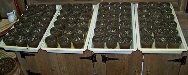 Seedlings - Vates kale up crop March 2016.jpg