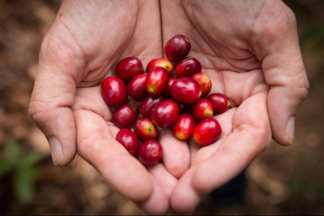 Coffee Cherries ripe.jpg