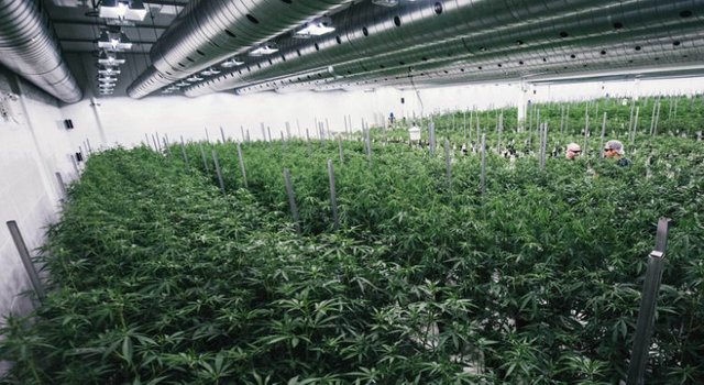 cannabis-medical-danemark-750x410.jpg