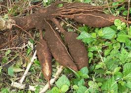 yuca 1.jpg