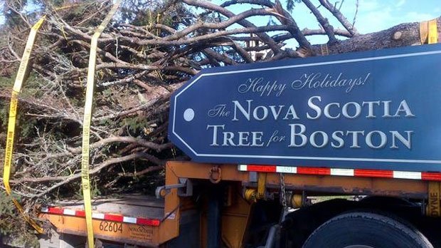 Boston Tree.jpeg