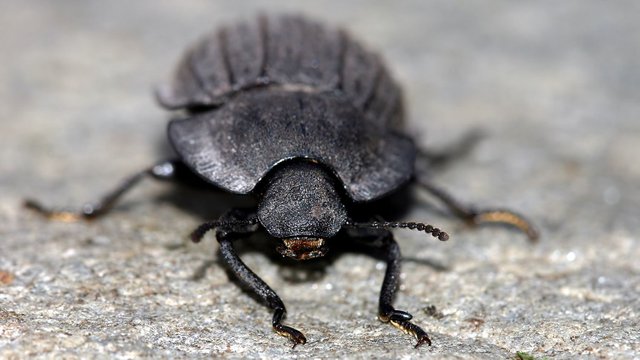 Tenebrioidea -Saragus-costatus-n1.jpg