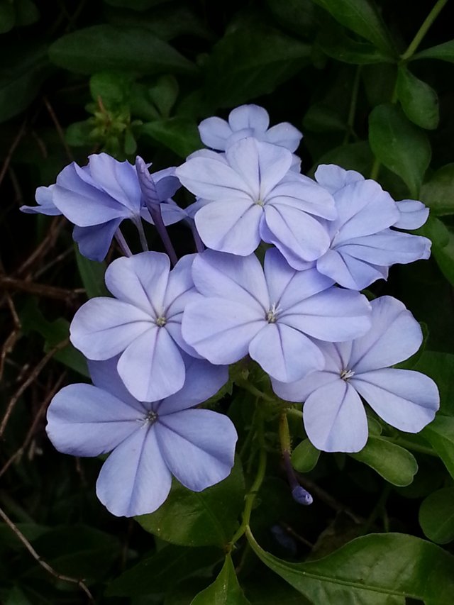 blue flower.jpg