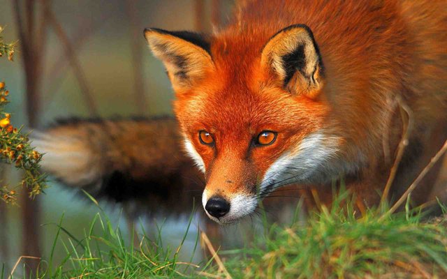 red-fox-face-wallpaper-2.jpg