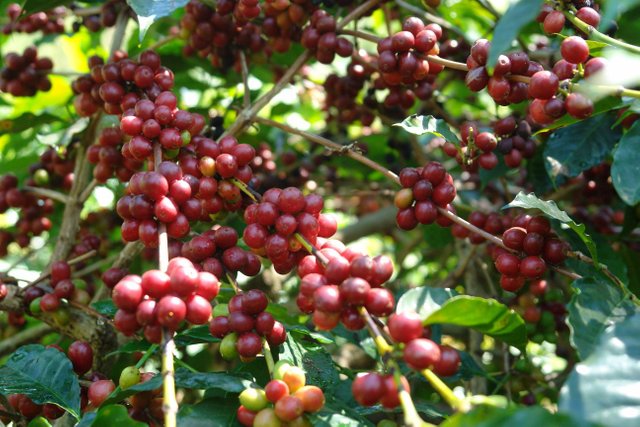 kopi aceh - gayo.jpg