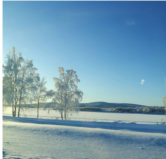 Frozen Trees Winter Photography in Steemit Blog