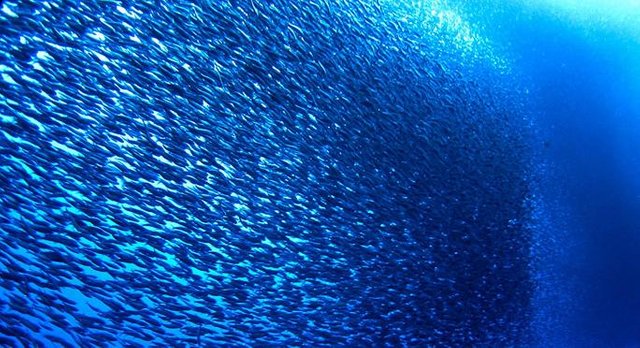 sardine_school_684.jpg