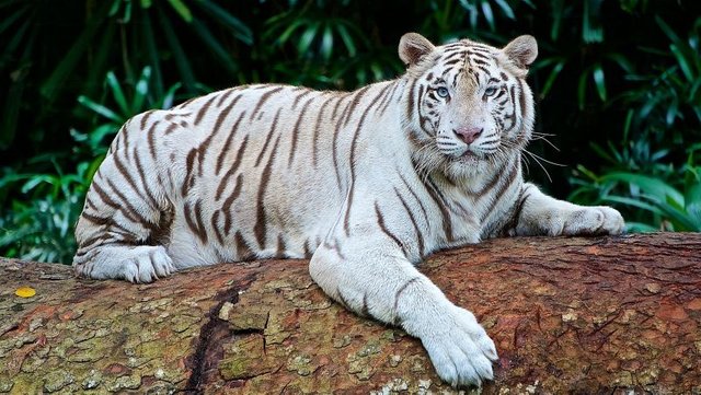 Tigre-blanco.jpg