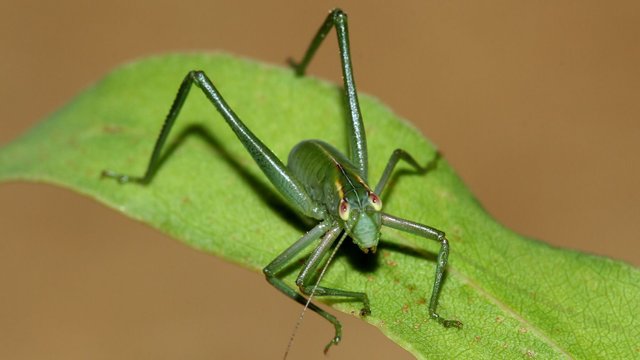 Garden Katydid BY Tas 2018-01-11 n1.jpg