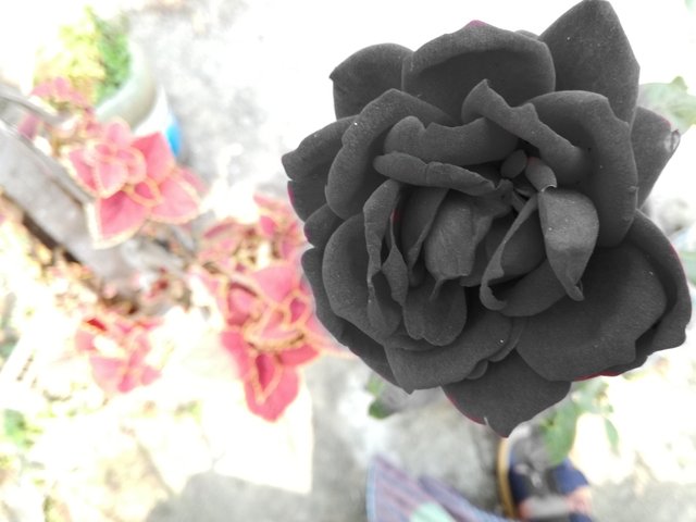 Image-1521180881844.jpg