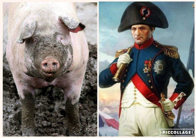 Napoleon et cochon collage.jpg